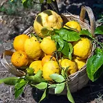 Alojamento de Acomodação e Pequeno-almoço Relais Correale & Garden